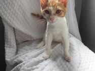 Elf 🐾 sucht seinen Kuschelplatz - Kirchheim (München)