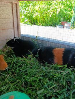 Meerschweinchen abzugeben - Waldshut-Tiengen