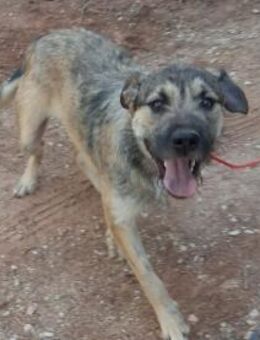 NIPPON - herzensgutes aktives Kerlchen - Velbert