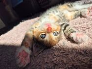 Süße Kitten suchen ab Juli ein neues Zuhause (alle reserviert) - Carlow
