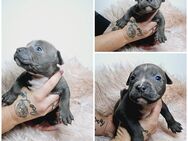 American Bully Babys - Richtenberg