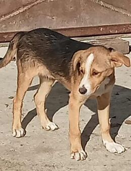 Mischa - verschmust und freundlich - Westerholt