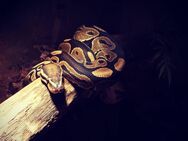 Königspython (Python regius) - Schwerin