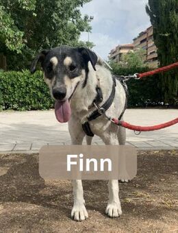 FINN, m., kastr., Mischling, ca. 53 cm - Sipplingen