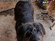 MAXI - möchte die Welt erschnüffeln - Waakirchen