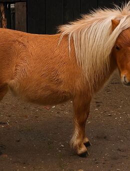 Lieber Mini Wallach Palomino - Norderstedt