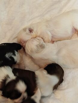 Shih- Tzu Welpen zu Verkaufen - Stuhr