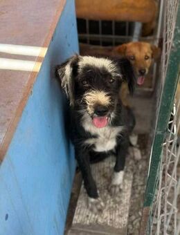 Niki von kettenlos - Bollingstedt