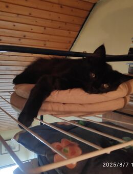 Kätzchen Kitten schwarz abzugeben Katerchen mit langem Fell - Friedrichshafen