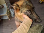 Schäferhund - Viersen