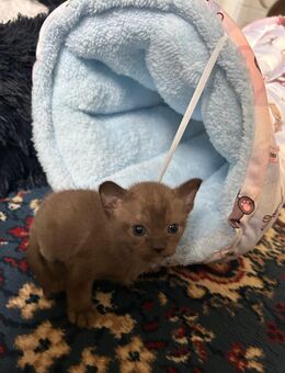 Wunderschöne Burma-Kätzchen zu verkaufen! 🌟 - Bad Salzuflen Bad Salzuflen