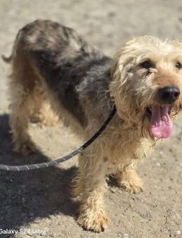 Genialer Strubbel -LIVIO- sucht Zuhause - Overath