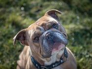 Olde englische Bulldogge Barney - Möckern Pabsdorf