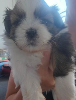 Shih tzu welpen - Güstrow