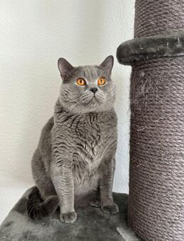 Deckkater BKH mit Erfahrung - Essen