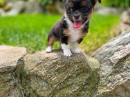 Chihuahua Welpen/Rüden - Sehmatal