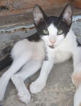 Kleiner Multi sucht Zuhause! - Bergkirchen