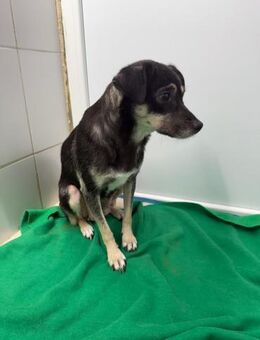 🌼Liebe Gabi sucht Nähe🌼 - Eislingen (Fils)