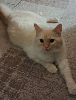 Britisch Langhaar Mix wegen Allergie zu verkaufen - Böblingen