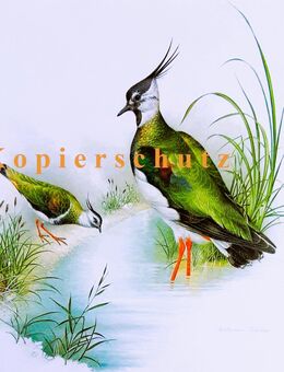 Rarität Aquarell Naturmotiv Kiebitz gelungener Kunstdruck Repro - Lüneburg