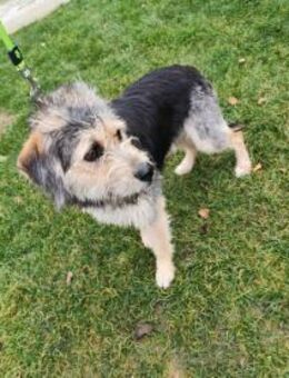 TOGGO - zurückhaltend, aber gelehrig - Overath