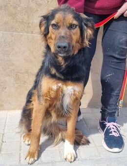MAISIE sucht aktives Zuhause! - Saarbrücken