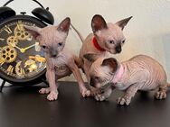 Reinrassige Canadian Sphynx Kitten 1 noch frei - Heusweiler