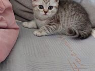 BKH KITTEN reinrassige - Herten