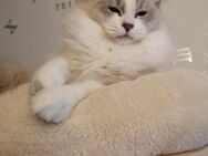 Ragdoll Mädchen/7Monate - Gochsheim