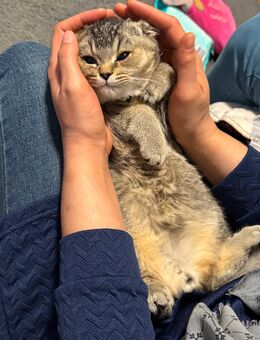 BKH KITTEN GEIMPFT UND ENTWURMT - Hagen (Stadt der FernUniversität)