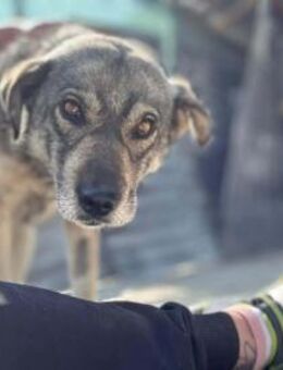 Gina - liebevolle Hündin - Löwenberger Land