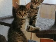 Katzenkind, Katzenbaby, Kitte, Weibchen - Ascheberg (Holstein)