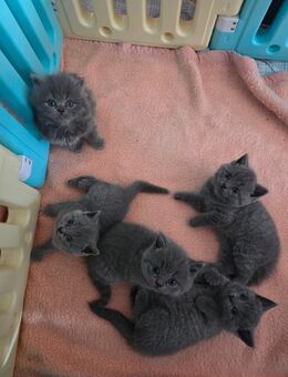 BKH BLH Kitten - Tönisvorst