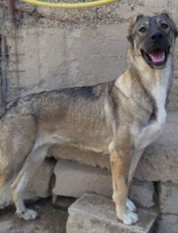 HSH-Mix LILY💖sanfte, liebe Frohnatur - Hamburg