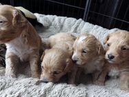 Maltipoo-Welpen in apricot von Tierheilpraktikerin - Rotenburg (Wümme)