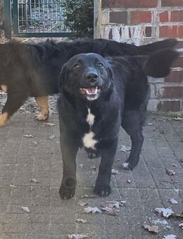 Süßer Hundejunge Blacky sucht Familie - Leonberg (Baden-Württemberg)