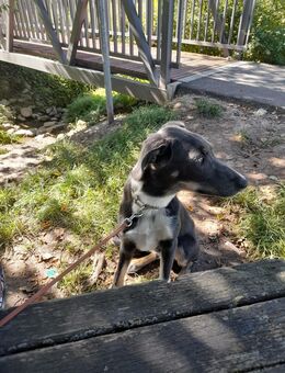 Labrador Mischling - Neckarwestheim