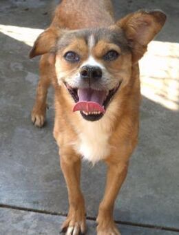 CORRIE - liebe, sanfte Seele - Velbert