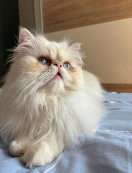Weißer Kater sucht neues Zu Hause - Berlin Reinickendorf