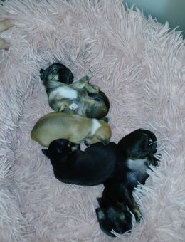 Mini Chiuhuahua welpen langhaar und kurzhaar - Bad Kissingen Zentrum