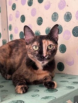 Lola aus dem Tierschutz - Grevenbroich