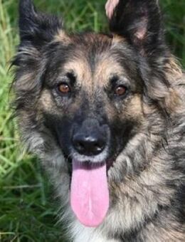 BABORKA sucht Zuhause - Gefrees