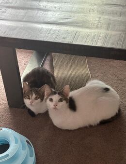 Zwei süße Europäische Kurzhaarkatzen suchen ein neues Zuhause (Mama und kitten ) - Recklinghausen