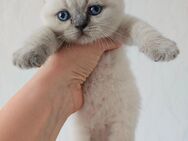 Katzenbaby BKH abzugeben - Aachen