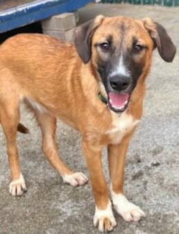 LAICA - neugierig, verspielt & aktiv - Velbert