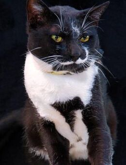 Kenji, ein Schmusekater - Brunstorf