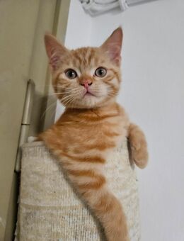 Kitten LKH / EKH Mi - Fürstenfeldbruck