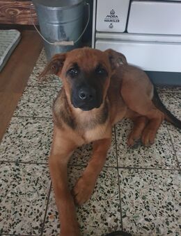 Malinois-Rottweiler Welpen - Wörth (Donau)