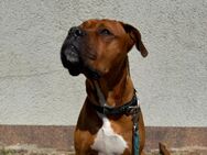Boxer/Labrador Mischling - Lachendorf