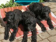 Doodle Mix welpen - Dolgen (See)